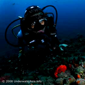 Diver & Frogfish